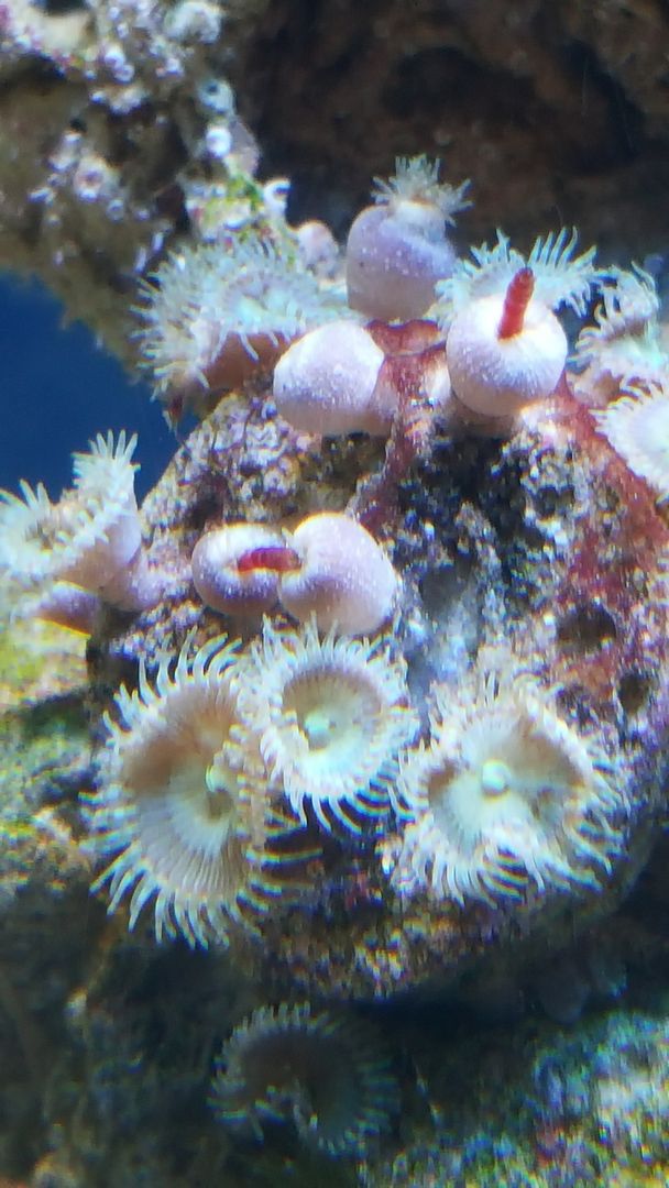 Zoas Eating!!! 3reef Aquarium Forums